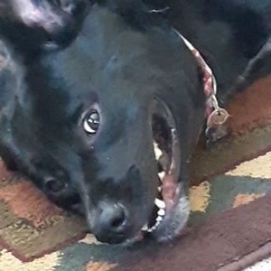 Meet your Posher, Cheyenne